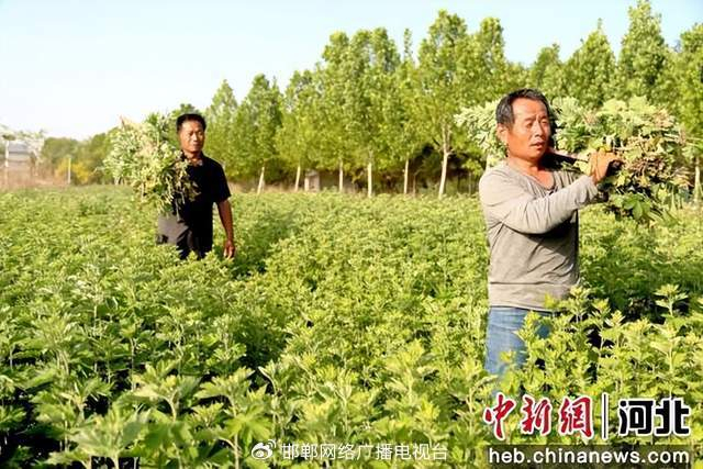 图为村民在搬运艾草。 郭江鹏 摄