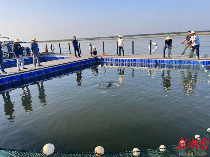 5月29日下午，君山区长江江豚智慧监测与救护项目基地，专家组织工作人员对一头江豚进行体检。 湖南日报全媒体记者 徐典波 摄