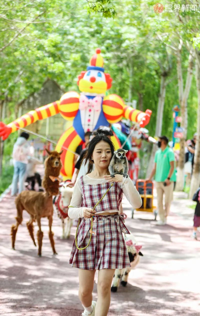 6月1日，工作人员带着狐猴、羊驼等动物在园区巡游，与游客互动。乌鲁木齐晚报全媒体记者 米热扎提·木塔力甫摄