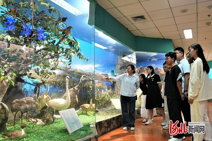5月14日，河北大学学生在河北大学博物馆参观学习。河北日报记者 许佳奇摄
