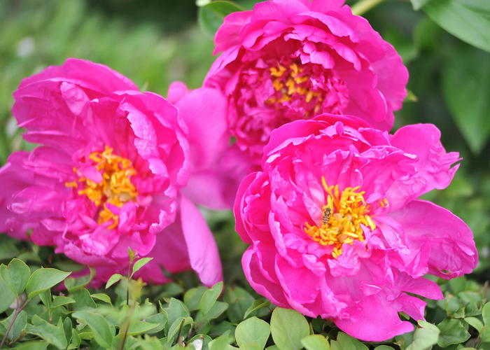 蜜蜂在花朵间飞舞