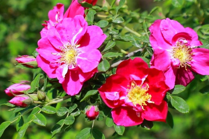 这是花期中的苦水玫瑰。新华社发（童张伟 摄）