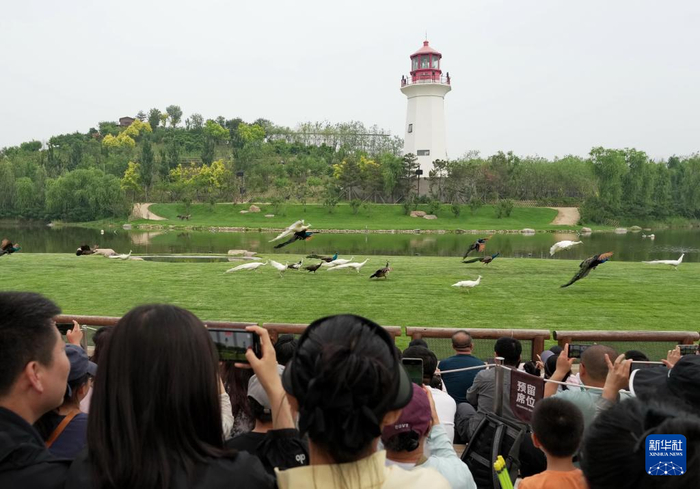 5月31日，游客在河北省秦皇岛市北戴河新区渔田七里海度假区动物百老汇实景剧场欣赏飞舞的孔雀。  新华社记者 杨世尧 摄