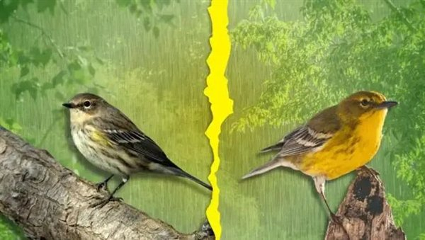 △ 塞岛苇莺：雨水过多过少都会导致离婚