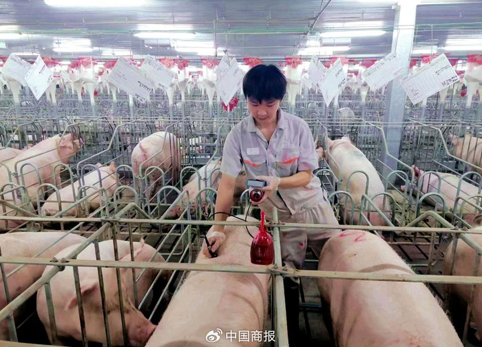 图为四川省眉山市一家生猪养殖基地内，工作人员正在巡栏。（图片由CNSPHOTO提供）