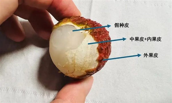 荔枝的结构（来源：作者拍摄）