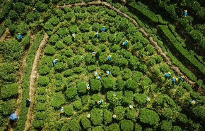 茶农采茶（图源：安溪融媒）