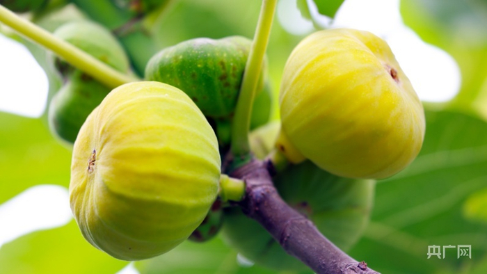无花果挂满枝头  （央广网发  杨林  摄）