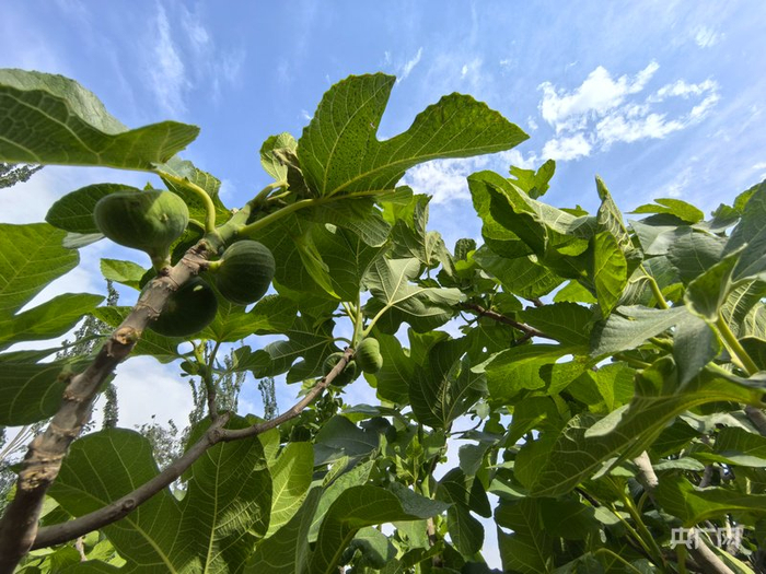 无花果长势良好  （央广网记者丁安  摄）