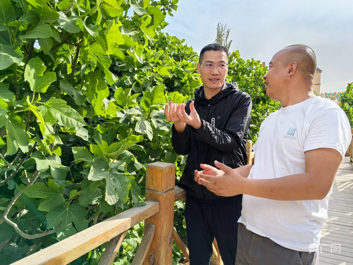 工作人员查看无花果长势  （央广网记者丁安  摄）