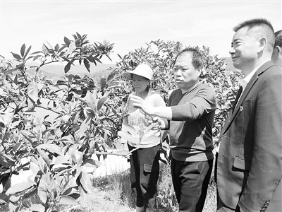 湖南安化县科技专家服务团水果组专家（中）指导果农修剪花枝。科技日报记者 俞慧友摄