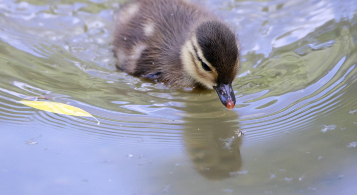 捕食湖面的小昆虫