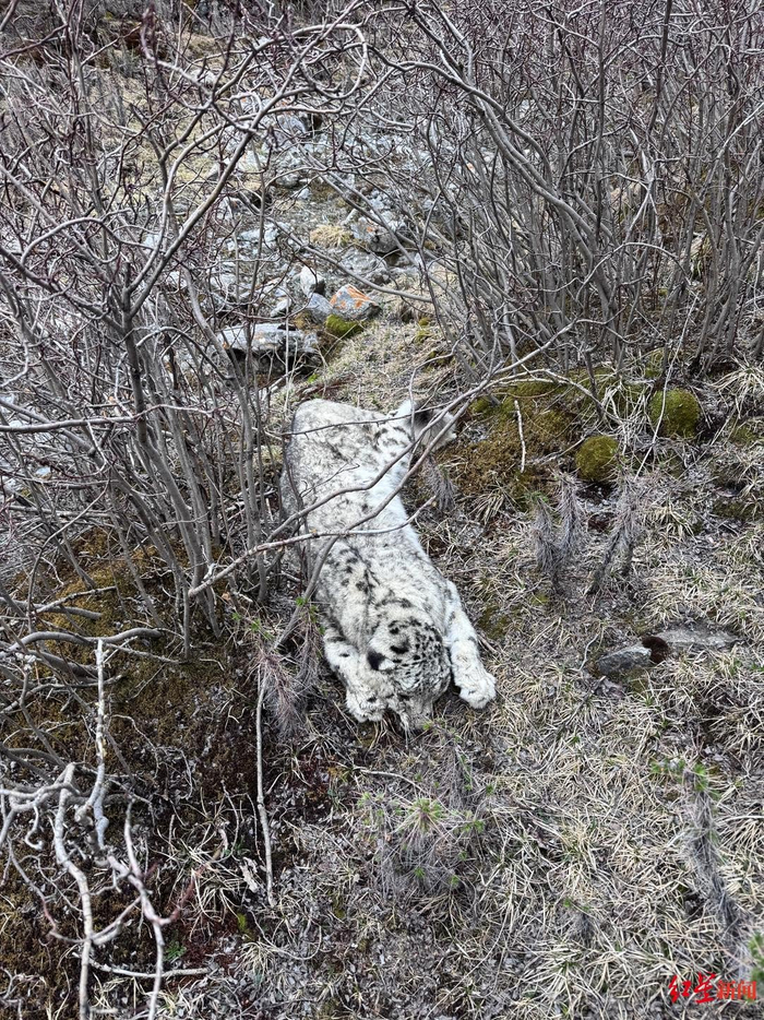 雪豹尸体 受访者供图