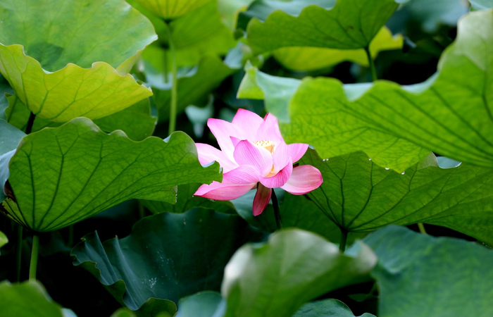 　芒种时节，荷花初绽，像一位娇俏的少女，送来了夏日的气息。（三江侗族自治县纪委监委供 龚普康/摄）
