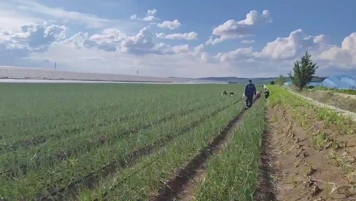 洋葱种植户种植区域