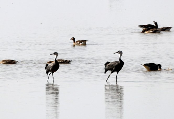 珍稀白头鹤现身官厅水库。李理 摄