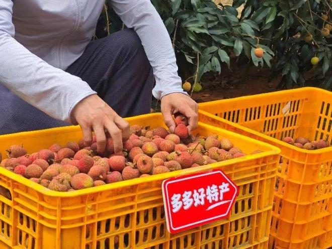 ▲“2025多多好特产”专项深入数十个农产区，助力各地农户增产增收。 摄影 陈振豪