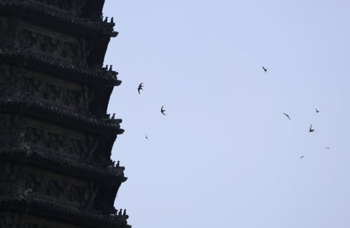 北京雨燕在玲珑塔周围快速飞行。新京报记者 浦峰 摄