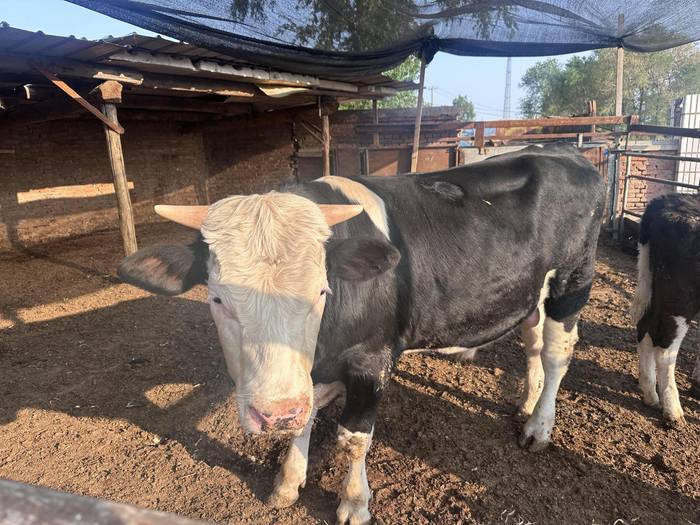 王庆春养殖的牛