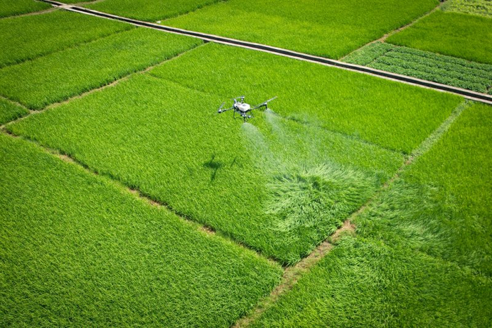 　　北流市民安镇丰村的稻田绿意盎然，植保无人机低空穿梭，精准作业，有序喷洒农药。 （北流市纪委监委供 李桂泉/摄）