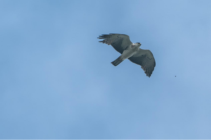 棕腹隼雕飞过百望山。杨庆 摄