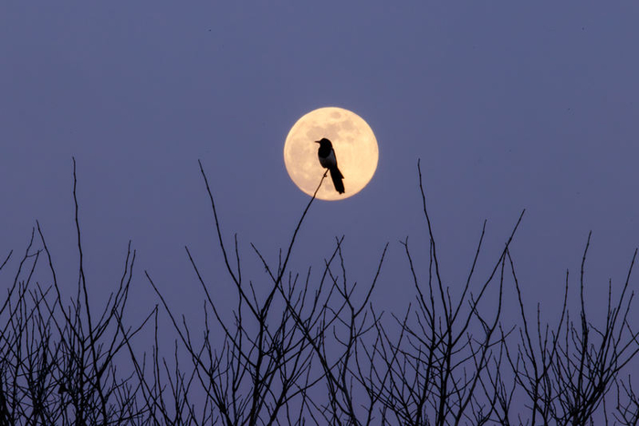 一只喜鹊在树梢站立。新京报记者 王子诚 摄