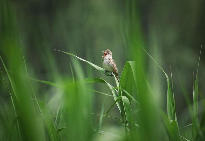 一只东方大苇莺在芦苇上鸣唱。新京报记者 薛珺 摄
