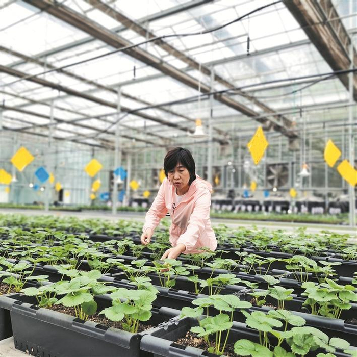     在十二师农科所，科研人员史芳芳在查看草莓苗长势（资料图片）。兵团日报常驻记者  冯晓玲  摄