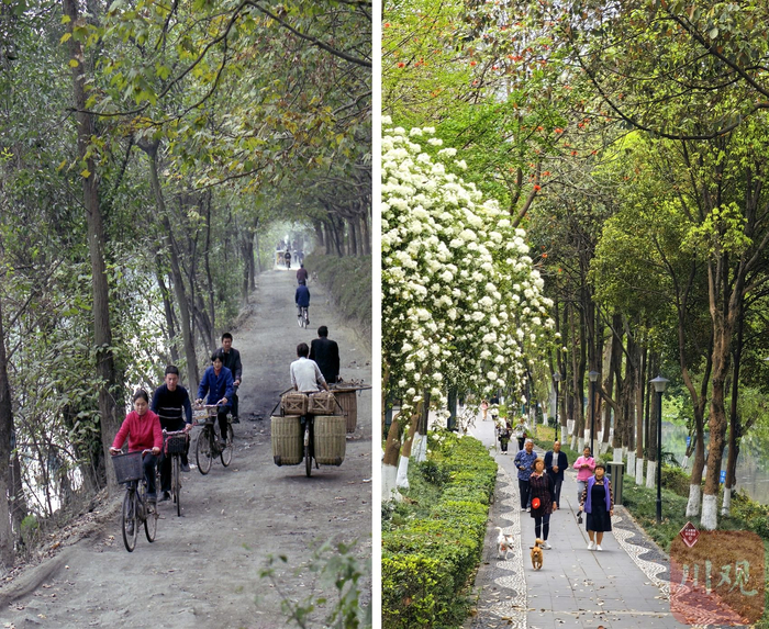 昔日沙河岸边泥泞的泥巴路（左图摄于 2001 年），现已蝶变成鸟语花香的休闲小道  （右图摄于2024年4月）。