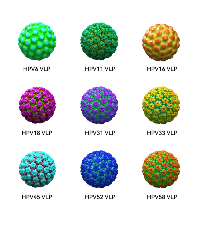 国产九价宫颈癌疫苗表达的9种病毒颗粒（图源：厦门万泰）