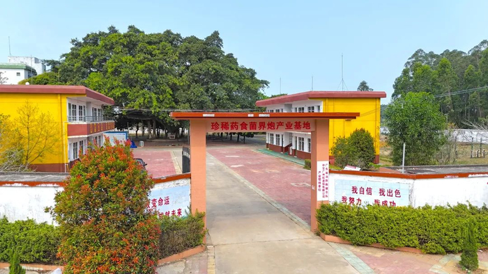 废弃校园华丽转身，成为珍稀药食菌产业基地。吴东俊 摄