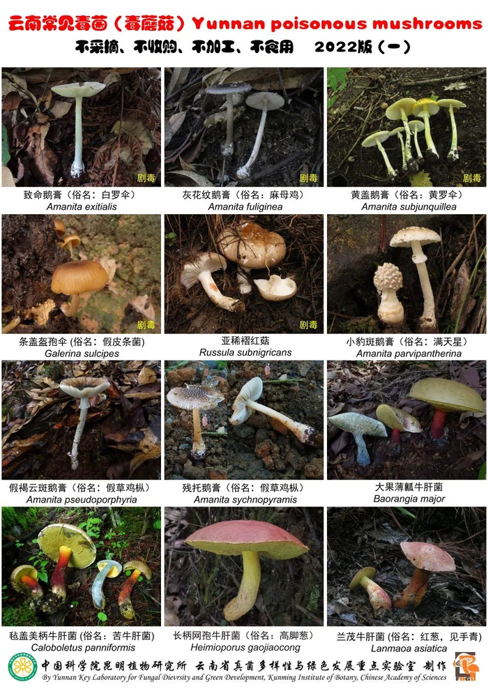 云南常见毒菌。（中国科学院昆明植物研究所供图）