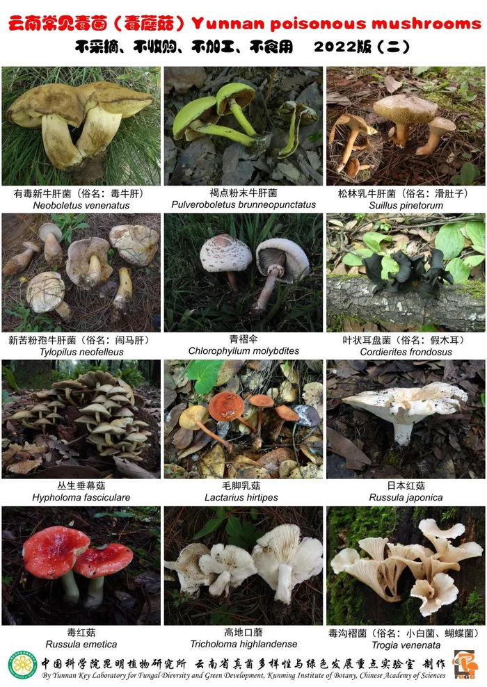 云南常见毒菌。（中国科学院昆明植物研究所供图）