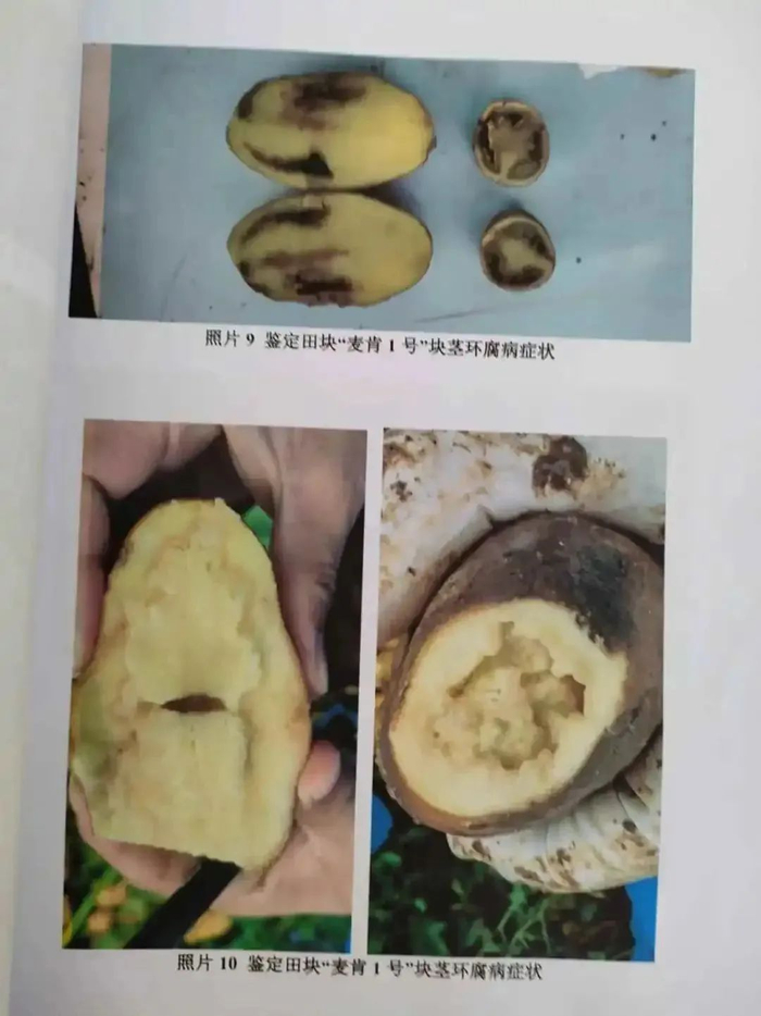 2024年，内蒙古一些农户买到问题种子，种植后的马铃薯开始腐烂/图源：种子天下