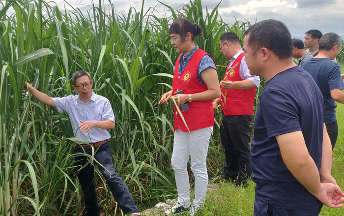 来宾市市场监管部门邀请专家为蔗民培训甘蔗高产栽培技术标准。