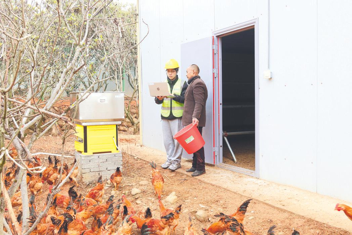 　　▲衢州莲花镇在山林间养殖“跑步鸡”，每只鸡戴着智能脚环“健身”，步数、体温、活动量等能通过5G实时回传至手机。