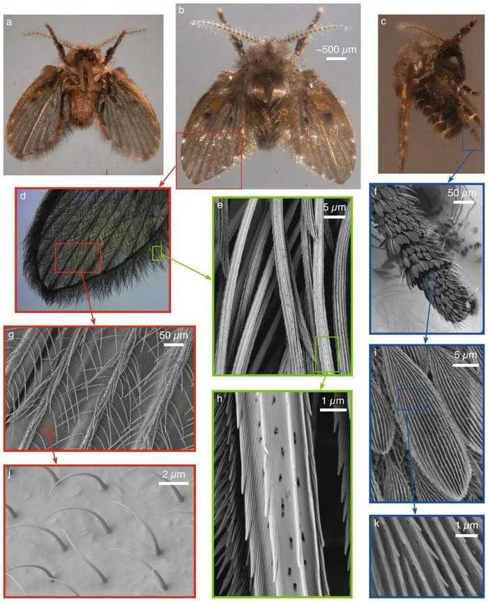 △蛾蠓身上的疏水结构放大图