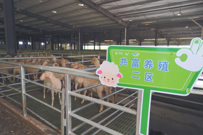 　　▲湖州南浔的练美湖羊养殖场，通过数智养殖转型，实现增收超500万元，带动乡镇农民人均收入增长了20％。