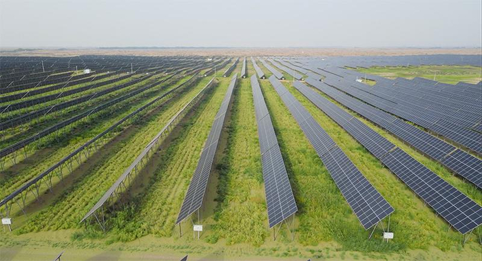 　　磴口县光伏+生态治理区实现增绿、增能、增收一体化发展。 姚鑫 摄