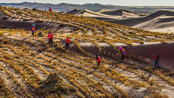 腾格里沙漠边缘的通古淖尔苏木，工人正在扎草方格。 马光荣 摄