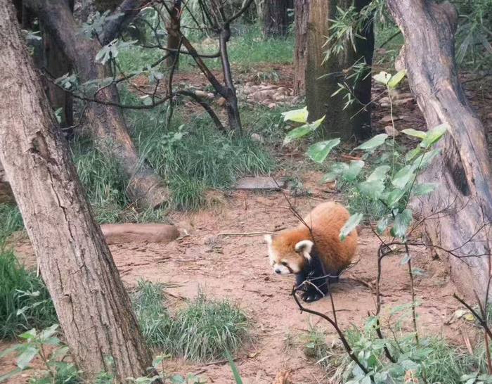 南京的红山森林动物园在网上也有超高流量（图源：时代周报 王晨婷/摄）