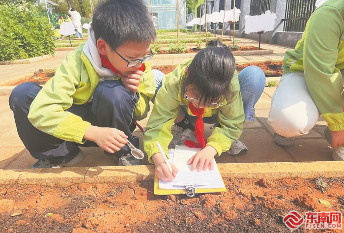 在南平市建阳区童游中心小学，学生们在表单上记录田野里的观察发现。