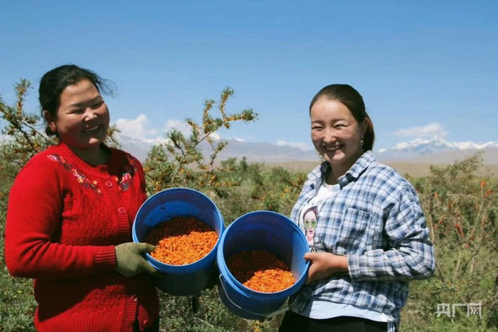 沙棘成为当地群众增收“助推器”  （央广网发  阿合奇县融媒体中心供图）
