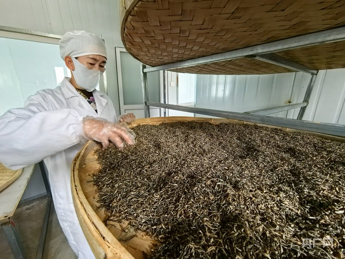 阿合奇县兰奇农牧科技有限公司工作人员正在制作沙棘茶叶  （央广网记者丁安  摄）