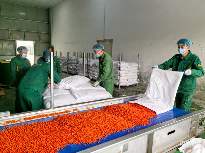 工作人员正在将沙棘果运至传送带  （央广网记者丁安  摄）