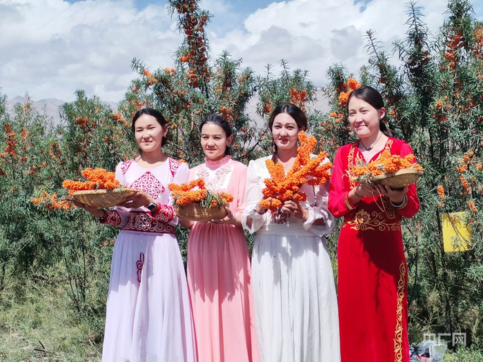 沙棘产业催开朵朵“幸福花”  （央广网发  阿合奇县融媒体中心供图）