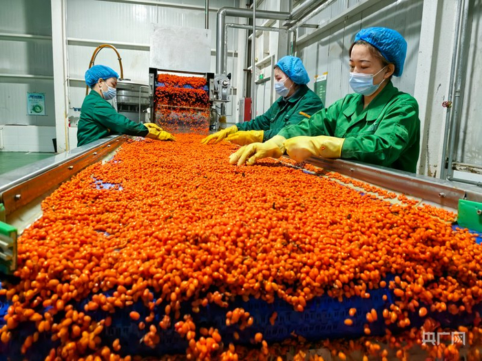 阿合奇县牧民进入工厂，实现稳定就业  （央广网记者丁安  摄）