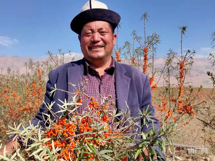 沙棘成为阿合奇县的“富民果”  （央广网发  阿合奇县融媒体中心供图）