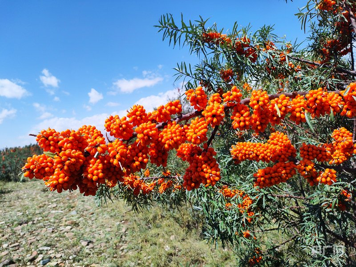成熟的沙棘  （央广网发  阿合奇县融媒体中心供图）