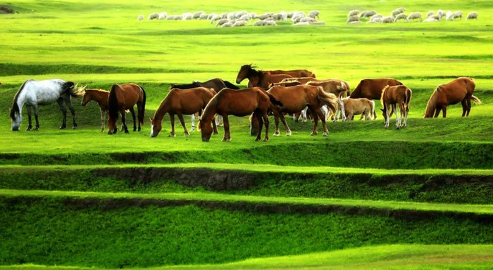 内蒙古草原上的骏马。